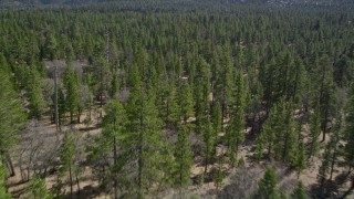 AX0010_051E - 5K aerial stock footage descend to fly low over forest in the San Bernardino Mountains, California