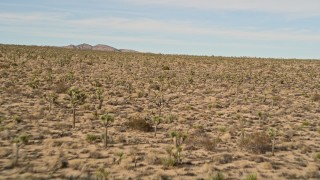 AX0011_033 - 5K aerial stock footage fly low over Joshua Trees, Joshua Tree National Park, California