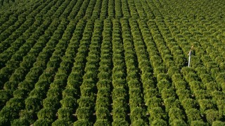 5K aerial stock footage of flying over an orchard, Temecula, California Aerial Stock Footage | AX0014_063