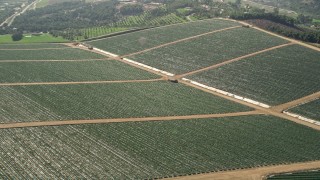 5K aerial stock footage fly by fields with crops, Fallbrook, California Aerial Stock Footage | AX0015_033