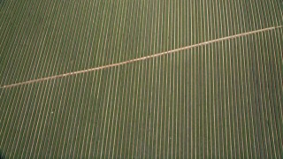 5K aerial stock footage of a bird's eye view of fields of crops, Fallbrook, California Aerial Stock Footage | AX0015_038