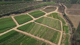 5K aerial  video tilt to crops while flying over farmland, Fallbrook, California Aerial Stock Footage | AX0015_041