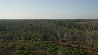 5K aerial stock footage fly over tall forest trees in Orlando at sunrise, Florida Aerial Stock Footage | AX0018_035