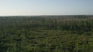 5K aerial stock footage fly over deciduous forest in Orlando at sunrise in Florida Aerial Stock Footage | AX0018_036E