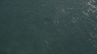 5K aerial stock footage of tracking a shark swimming, Marathon, Florida Aerial Stock Footage | AX0028_007