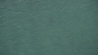 5K aerial stock footage of a bird's eye view of a shark swimming, Marathon, Florida Aerial Stock Footage | AX0028_009