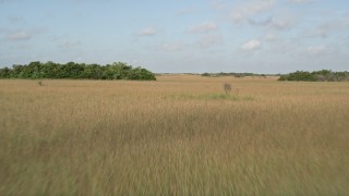 5K aerial stock footage of flying low over marshland, Florida Everglades, Florida Aerial Stock Footage | AX0030_029