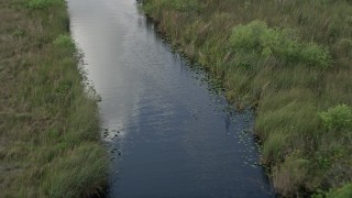 AX0030_100 - 5K aerial stock footage of following a river, revealing an alligator in the water, Florida Everglades, Florida