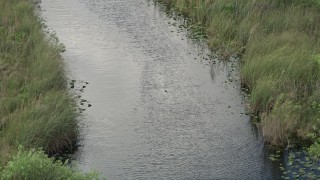 AX0030_101 - 5K aerial stock footage of approaching an alligator sinking beneath the water, Florida Everglades, Florida