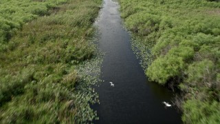 AX0030_104E - 5K aerial stock footage of following river with birds flying along the surface, Florida Everglades, Florida