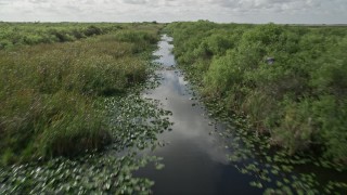 AX0030_107E - 5K aerial stock footage of following river with birds flying along the surface, Florida Everglades, Florida