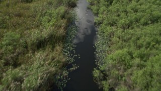 AX0030_109E - 5K aerial stock footage of a river with birds flying along the surface, Florida Everglades, Florida