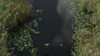 AX0030_112 - 5K aerial stock footage of a bird's eye view flying over birds flying over river, Florida Everglades, Florida