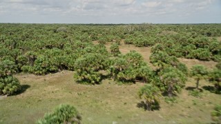 AX0034_032 - 5K aerial stock footage fly low over palm trees, Cocoa, Florida