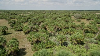 AX0034_033E - 5K aerial stock footage fly low over palm trees, Cocoa, Florida