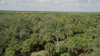 AX0034_035E - 5K aerial stock footage fly low over palm trees and forest, Cocoa, Florida