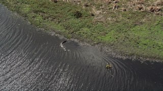 AX0034_040 - 5K aerial stock footage of an alligator in the river, Cocoa, Florida