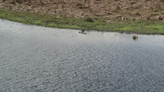 AX0034_043 - 5K aerial stock footage of descending toward an alligator on the riverbank, Cocoa, Florida