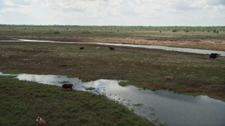 AX0034_050 - 5K aerial stock footage of fly over cows beside a river, Cocoa, Florida