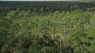 AX0034_051 - 5K aerial stock footage of flying over a forest and clearing, Cocoa, Florida