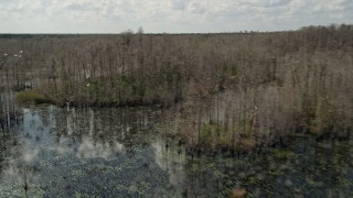 AX0035_046 - 5K aerial stock footage of flying over swamp revealing a flock of birds, Orlando, Florida