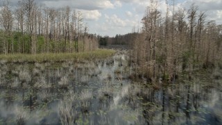 5K aerial stock footage of flying around trees in a swamp, Orlando, Florida Aerial Stock Footage | AX0035_047E