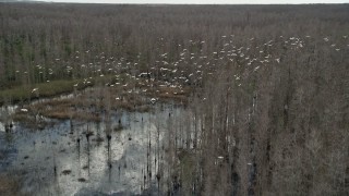 5K aerial stock footage of tracking a flock of birds flying over a swamp, Orlando, Florida Aerial Stock Footage | AX0035_054