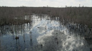 5K aerial stock footage fly over water and bare trees in a swamp, Orlando, Florida Aerial Stock Footage | AX0035_055E