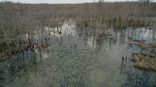 AX0035_058E - 5K aerial stock footage fly over swampland and trees, Orlando, Florida