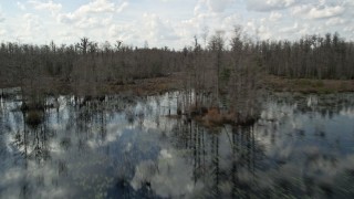 5K aerial stock footage of swampland and leafless trees in Orlando, Florida Aerial Stock Footage | AX0035_080E