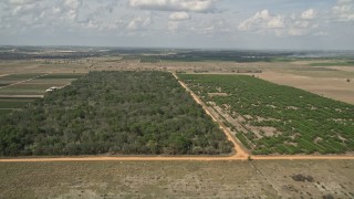 5K aerial stock footage of approaching farmland and flying over an orchard in Clermont, Florida Aerial Stock Footage | AX0035_090E