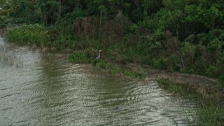 5K aerial stock footage of a bird and alligator on the shore of Lake Apopka, Florida Aerial Stock Footage | AX0035_116