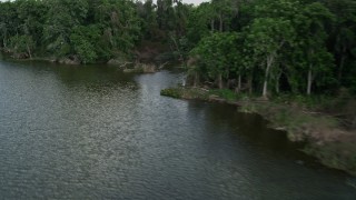 AX0035_118E - 5K aerial stock footage of following a bird flying by tree-lined shore, Lake Apopka, Florida