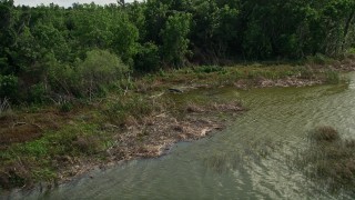 AX0035_123 - 5K aerial stock footage approach an alligator on the lake shore, Lake Apopka, Florida