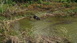 AX0035_124 - 5K aerial stock footage track alligator on the shore as it dives into the water, Lake Apopka, Florida