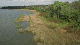 AX0035_125E - 5K aerial stock footage fly over lake to approach tree-lined shore, Lake Apopka, Florida