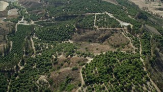 AX0159_164E - 7.6K aerial stock footage flying over orange grove orchards toward tract homes, Irvine, California