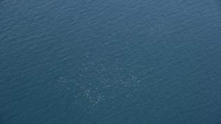 7.6K aerial stock footage orbiting a dolphin pod, Southern California Aerial Stock Footage | AX0159_237