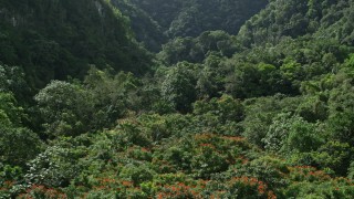 4.8K aerial stock footage Flying through dense jungle, Karst Forest, Puerto Rico Aerial Stock Footage | AX101_055E