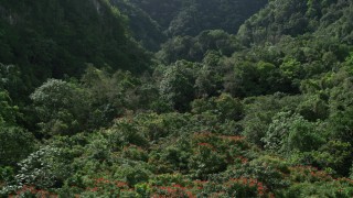 Jungles Aerial Stock Footage