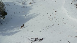 5.5K aerial stock footage of tracking mule deer on snowy Antelope Island in winter, Utah Aerial Stock Footage | AX125_043