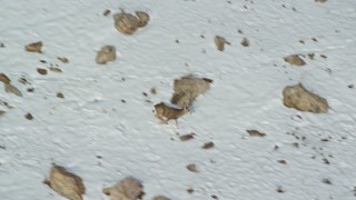 AX125_047 - 5.5K aerial stock footage track mule deer running through snow on Antelope Island, Utah