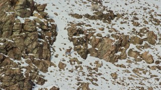 5.5K aerial stock footage orbit a bighorn sheep standing on a snowy slope on Antelope Island, Utah Aerial Stock Footage | AX125_070