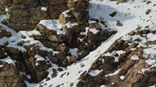 AX125_071 - 5.5K aerial stock footage circle lone bighorn sheep on a snowy mountain slope on Antelope Island, Utah