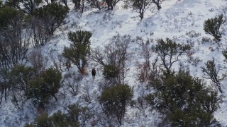 5.5K aerial stock footage of a lone moose standing in winter snow, Wasatch Range, Utah Aerial Stock Footage | AX126_192