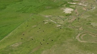 5.5K aerial stock footage of flying by cows in a field, Manti, Utah Aerial Stock Footage | AX130_149