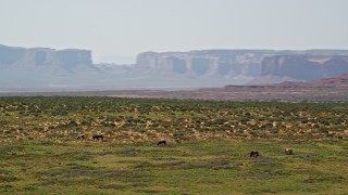 5.5K aerial stock footage of orbiting grazing horses, giant buttes in background, Monument Valley, Utah, Arizona Aerial Stock Footage | AX135_098