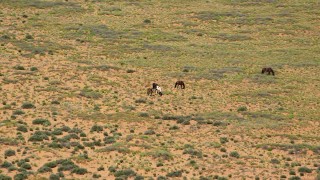 5.5K aerial stock footage of grazing horses in a desert valley, Monument Valley, Utah, Arizona Aerial Stock Footage | AX135_100