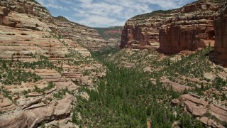 5.5K aerial stock footage of a view of trees and desert plants at the bottom of Arch Canyon, Utah Aerial Stock Footage | AX136_161E