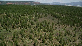 5.5K aerial stock footage of flying over a forest, revealing a canyon, Manti-La Sal National Forest, Utah Aerial Stock Footage | AX136_169E